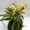 Neofinetia falcata Koka (黃華) 